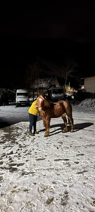 Cal/Armăsar -Mânz armăsar de vânzare