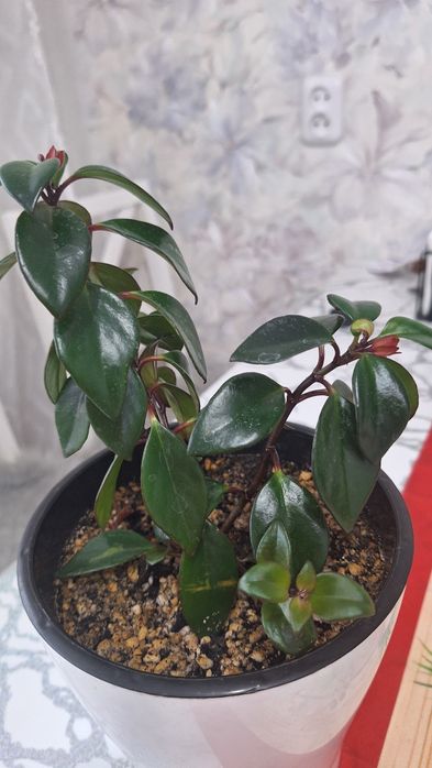 Продается цветочек.Нематантус.Находимся в районе пр.Н.Абдирова