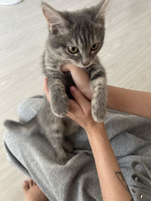 Отдается кошка в добрые руки