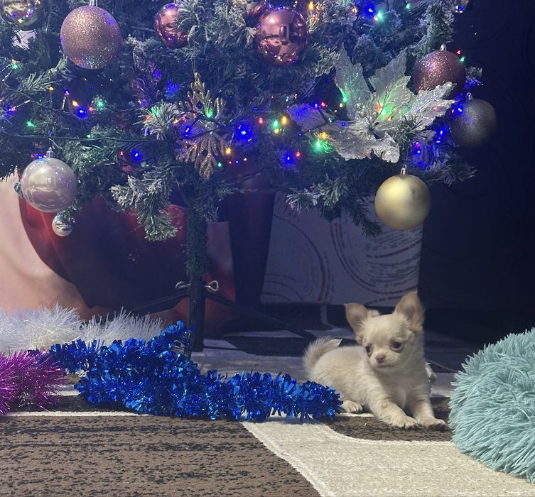 Продам чихуахуа ДШ с документами