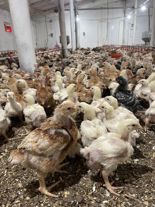 Pui carne si rasa mixta