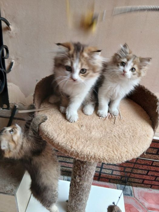 Onasi fold Otasi hayland shinshila  shulani bollalari sotuvda,ogil