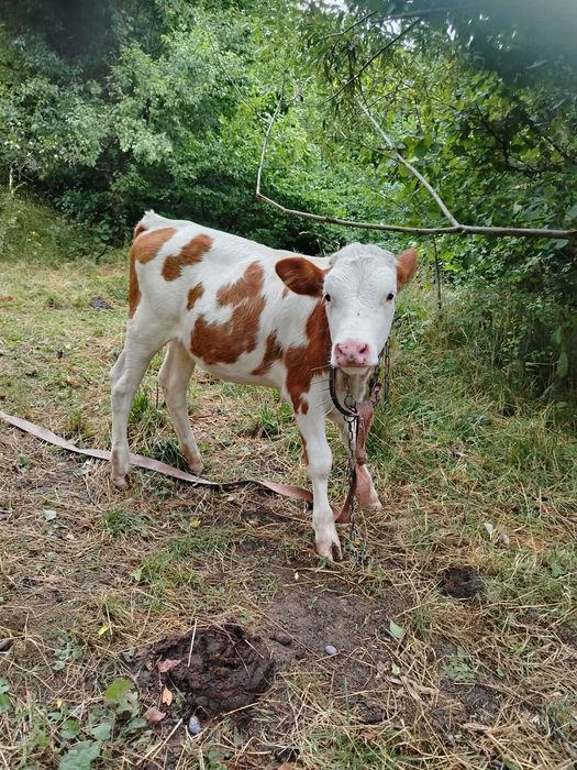 Vând sau schimb cu oi oacheșe și breze vacă de 6 ani și vițea de 6 luni