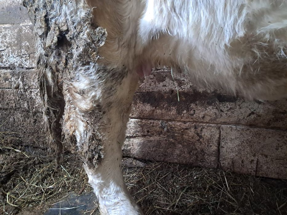 Продам стельную тёлку.