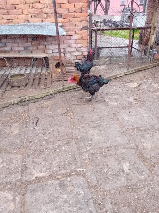 Млади петли маран