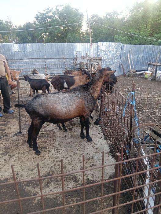 Vând țap alpin 1500lei negociabil