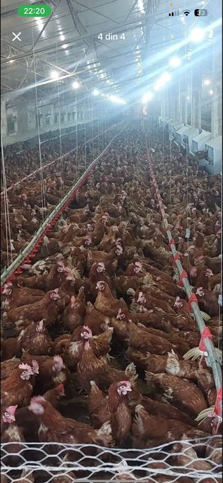 Gaini rosii pentru ouat