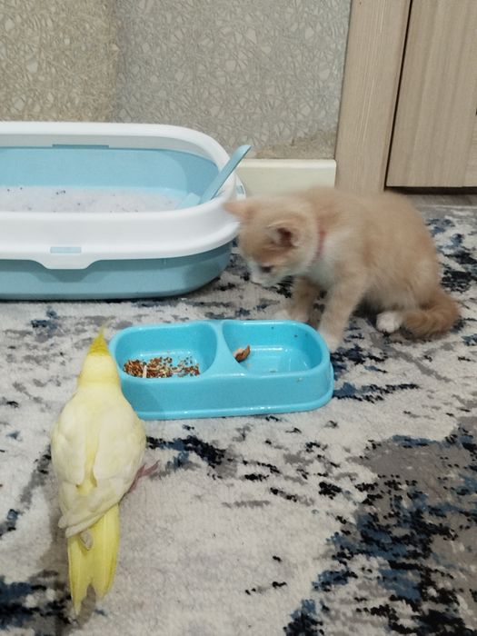 Uy mushugi hadyaga beriladi