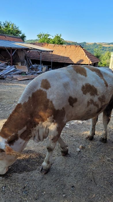 Vaca tanara gestanta