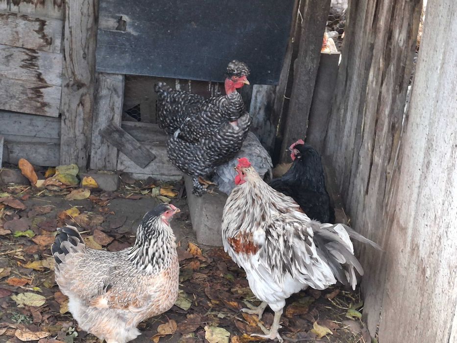 Gaini si cocosi de vanzare