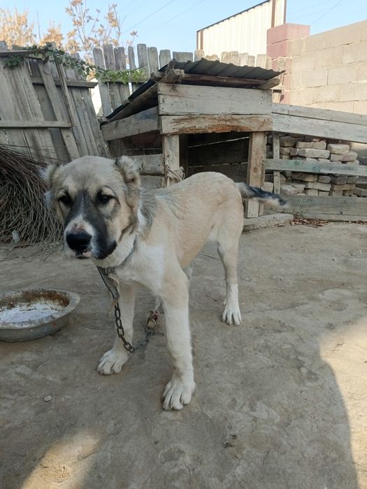 Алабай таза сатылады