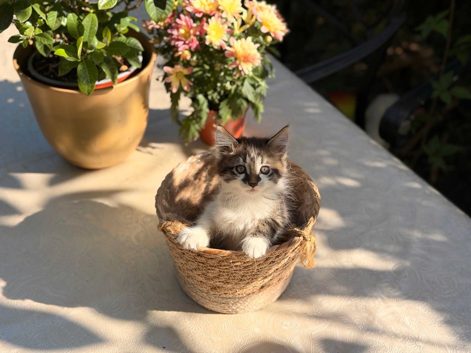 Мейн Куун котета