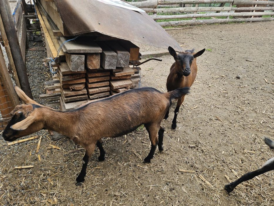 Vând capre de rasa alpina franceză si anglonubiene