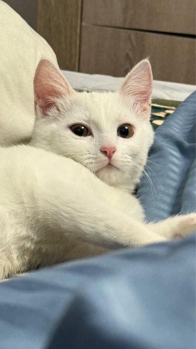 Кот. Турецкая ангора
