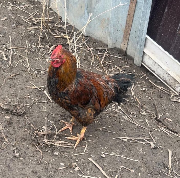 Продам домашних петухов