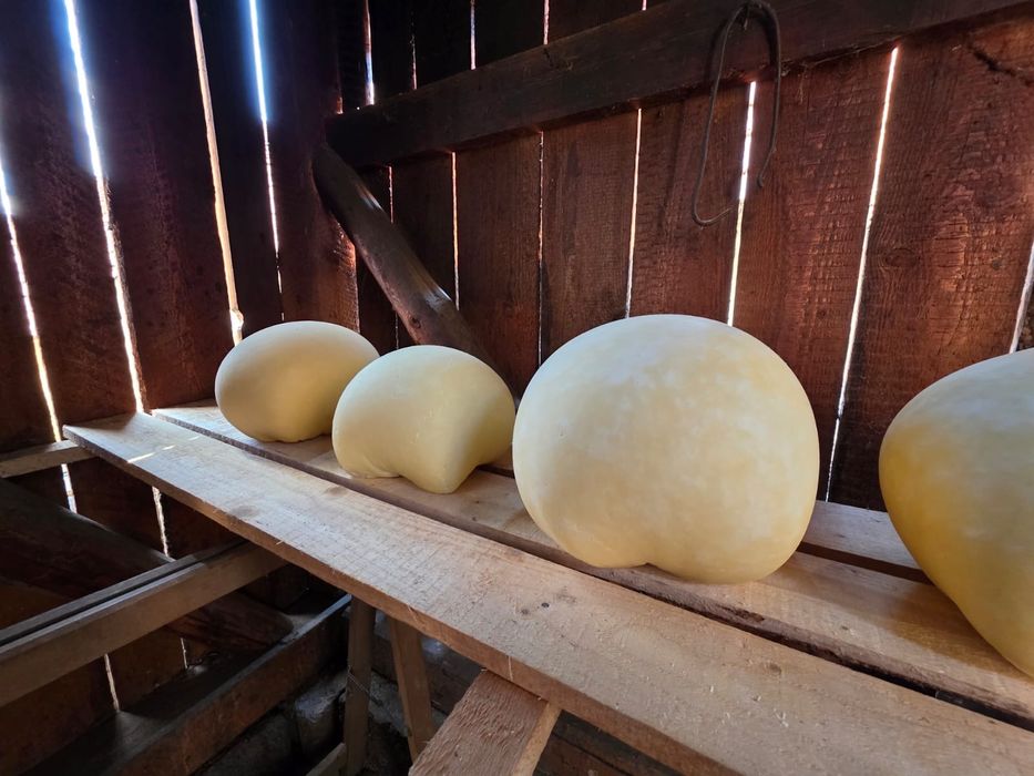 Cas de vaca proaspat