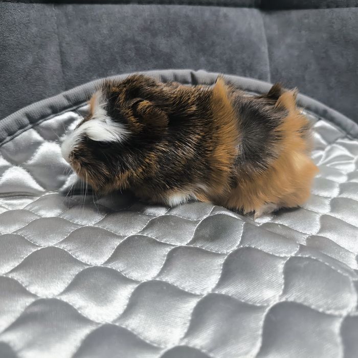 Морские свинки маленькие