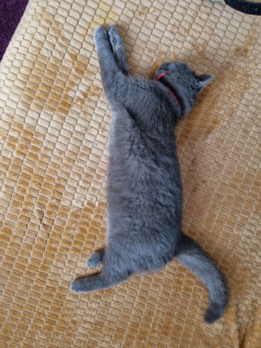 Pisica pui Brittish shorthair gri deschis - 7 luni