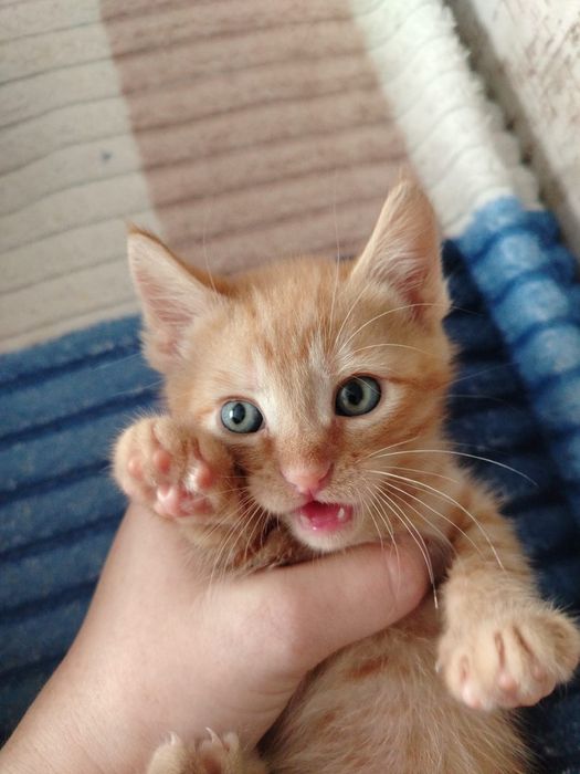 Продам милых котиков