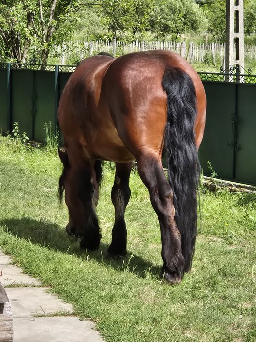 Vând armasar de 4 ani greu