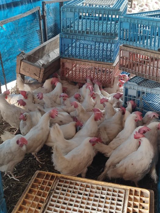 Куры несушки легорны