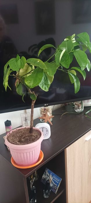 Цитрусови растения