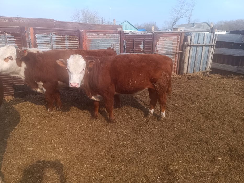 Бычки, быки, крс, молодняк откорм