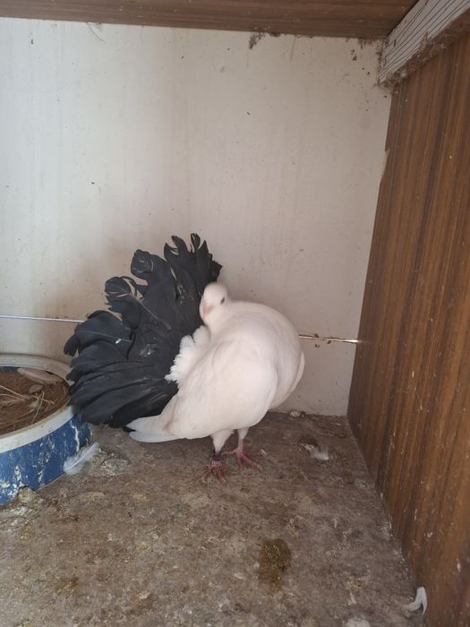 Голуби павлины на обмен