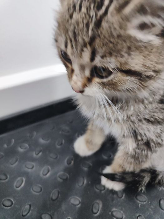 Пристраивается котенок