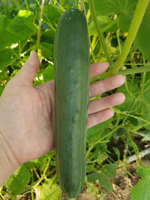 Продам опилки древесные