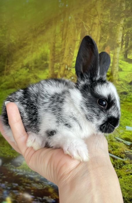 Кролики декоративные ( карликовые )