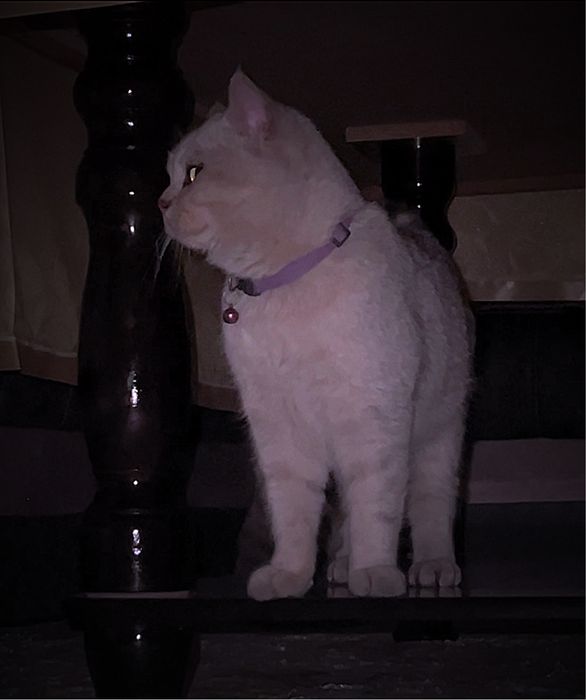 Britan sereb shinshilla toza zot ogʻil sotilmaydi faqat vyazka uchun