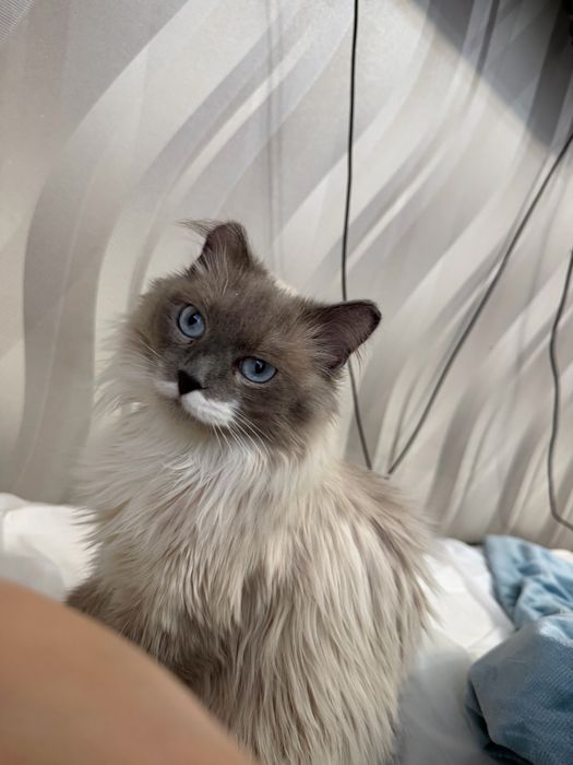 Кошечка ПУДРА ищет семью. 8 месяцев