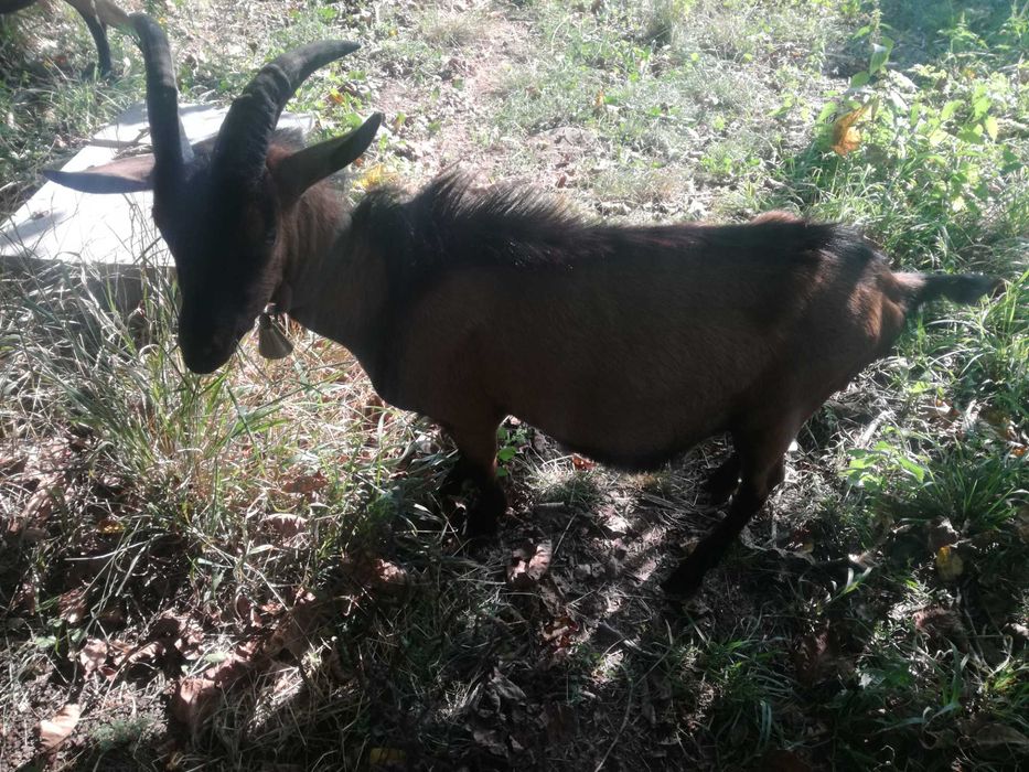 Vand țap alpin francez