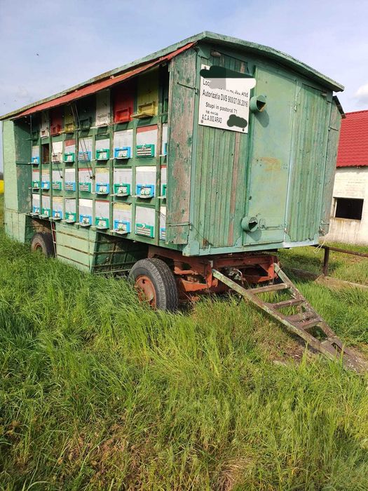 Pavilion albine 35 familii - Arad