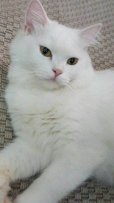 Белый кот ласковый