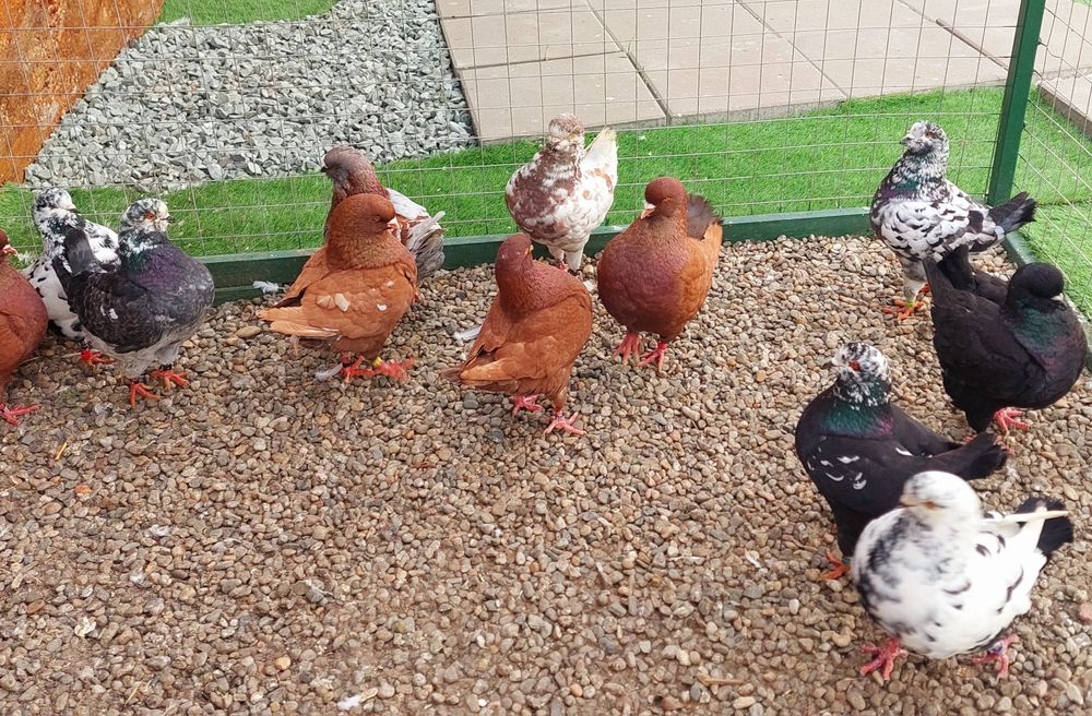 Vand porumbei  kingi