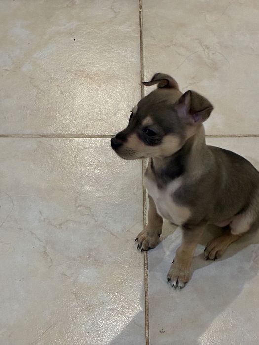 Продавам мъжки пинчер