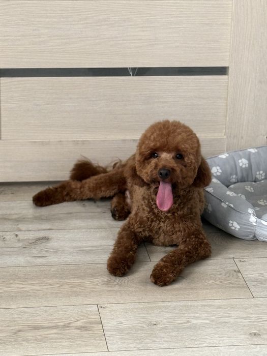 Той пудель Мальчик ищет для связки девочку!