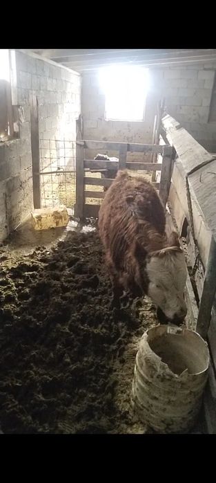 Бычок откорымда баиланган сатылады