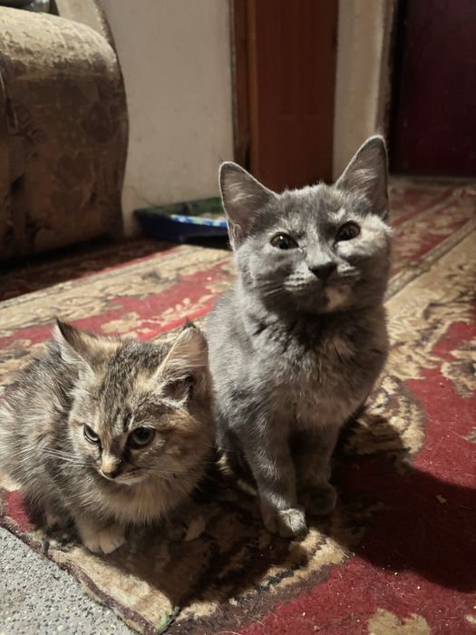 Отдам котят и котов