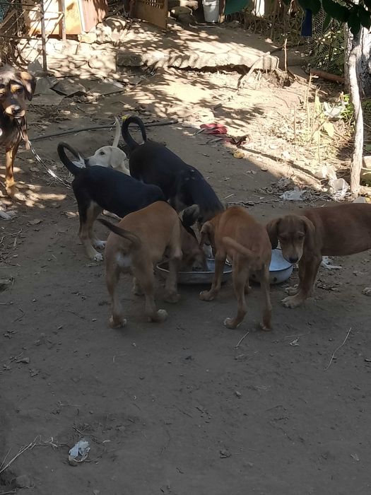 Подарявам малки кученца гончета