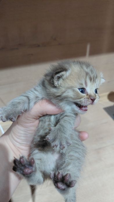 Скоттиш фолд порода