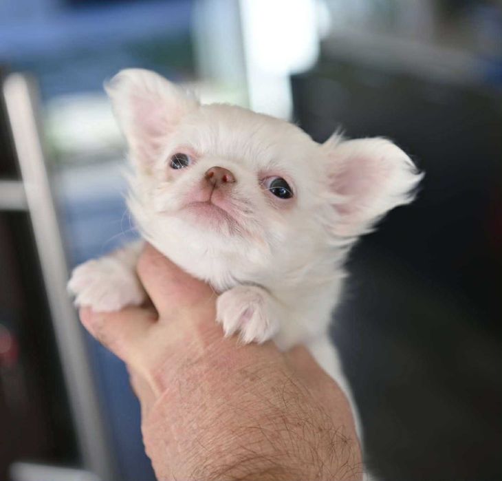 Мъжко дългокосместо мини чихуахуа