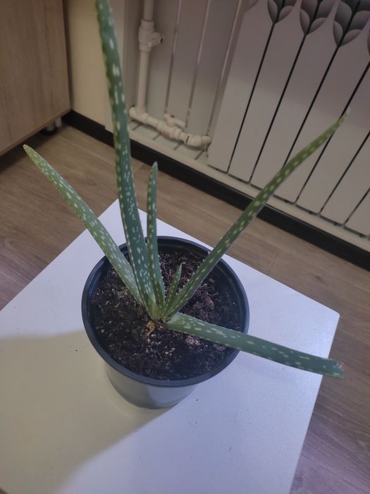 Росток лечебного Алоэ Вера