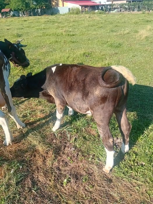 Vând tăuraș de 4 luni