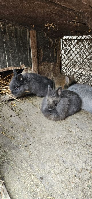 Iepurași cap de leu