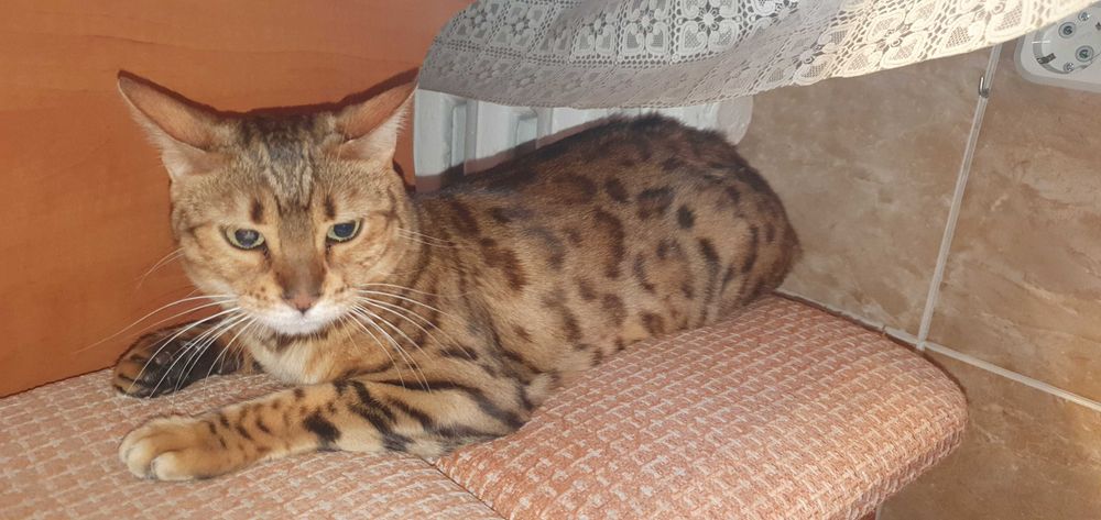 Продам бенгальскую кошку