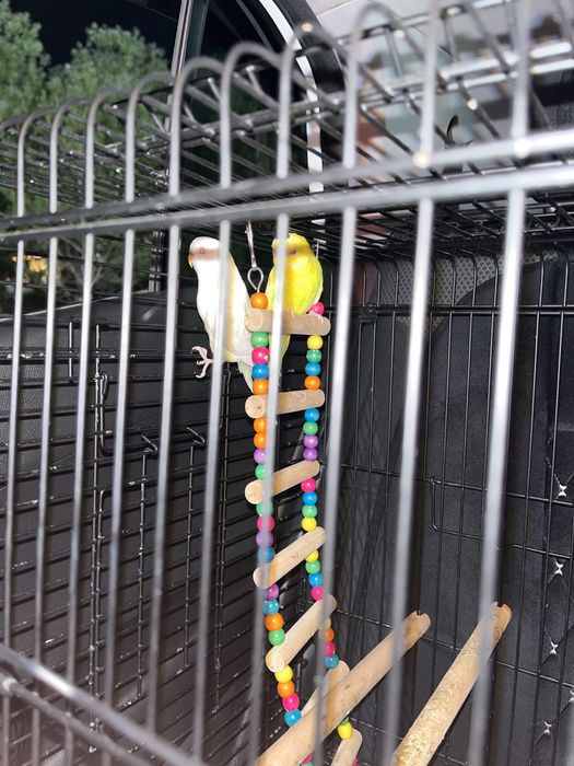 Продаю птиц