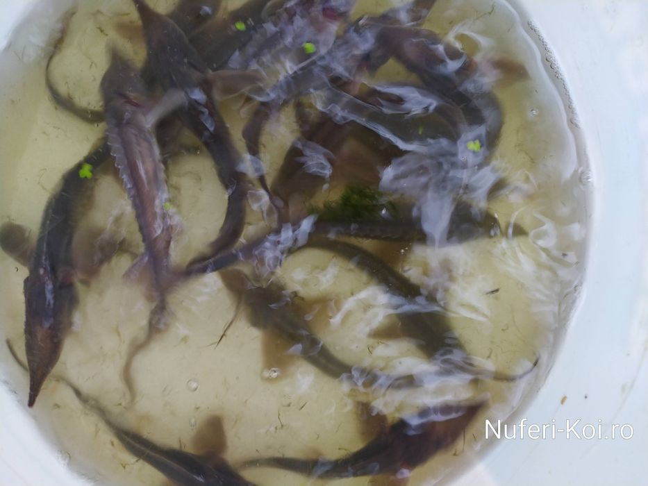 Sturioni (nisetru siberian, cega, cega alba)